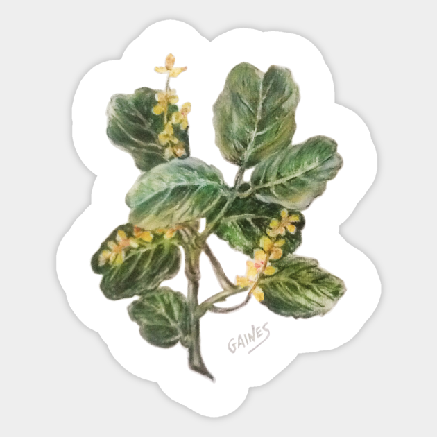 Almug Tree, pastel drawing - Almug Tree - Sticker | TeePublic